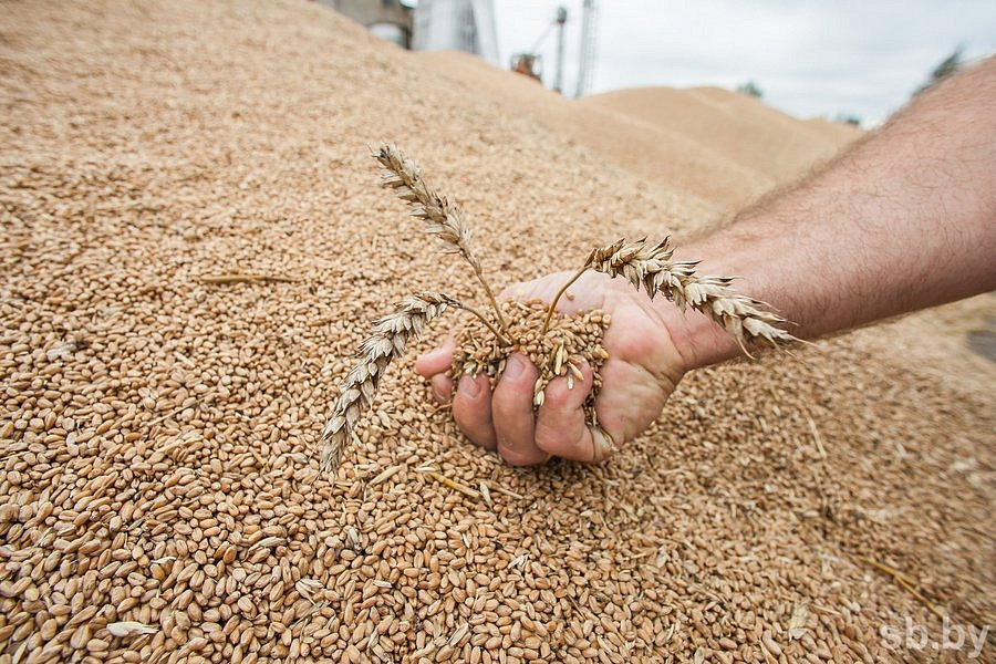 Белоруссия закупит в РФ до 500 тысяч тонн зерна