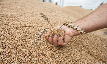 Белоруссия закупит в РФ до 500 тысяч тонн зерна